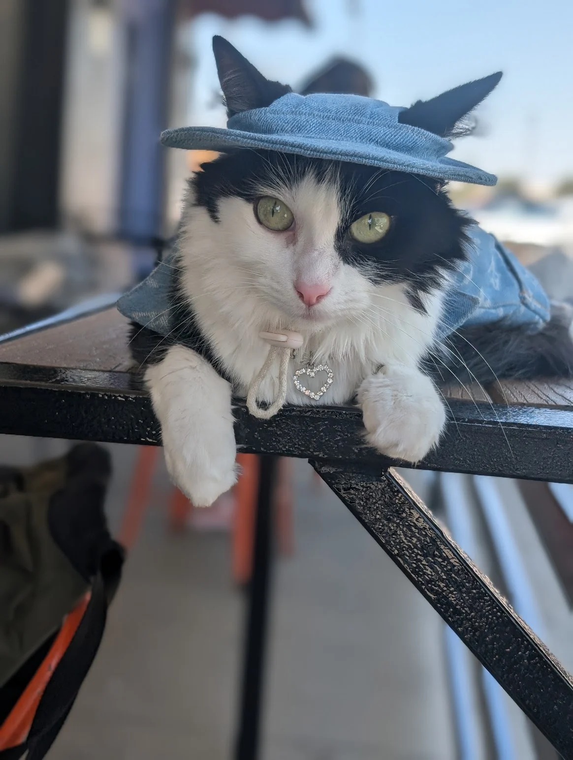 Salem lounging on a café table wearing a denim hat