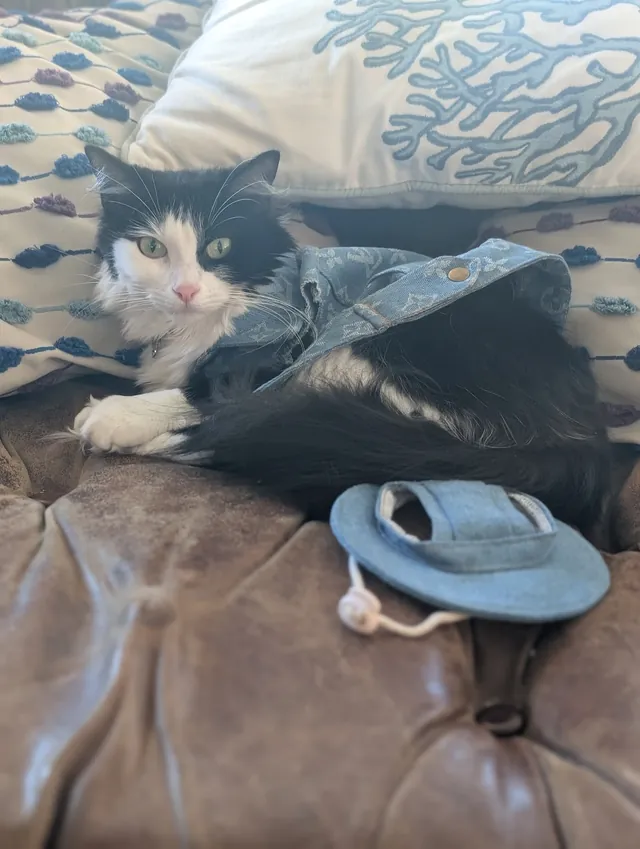Salem curled on a couch in her denim jacket