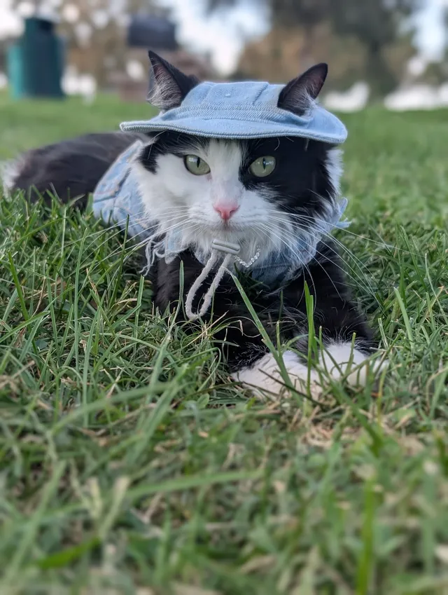 Salem relaxing in grass wearing denim