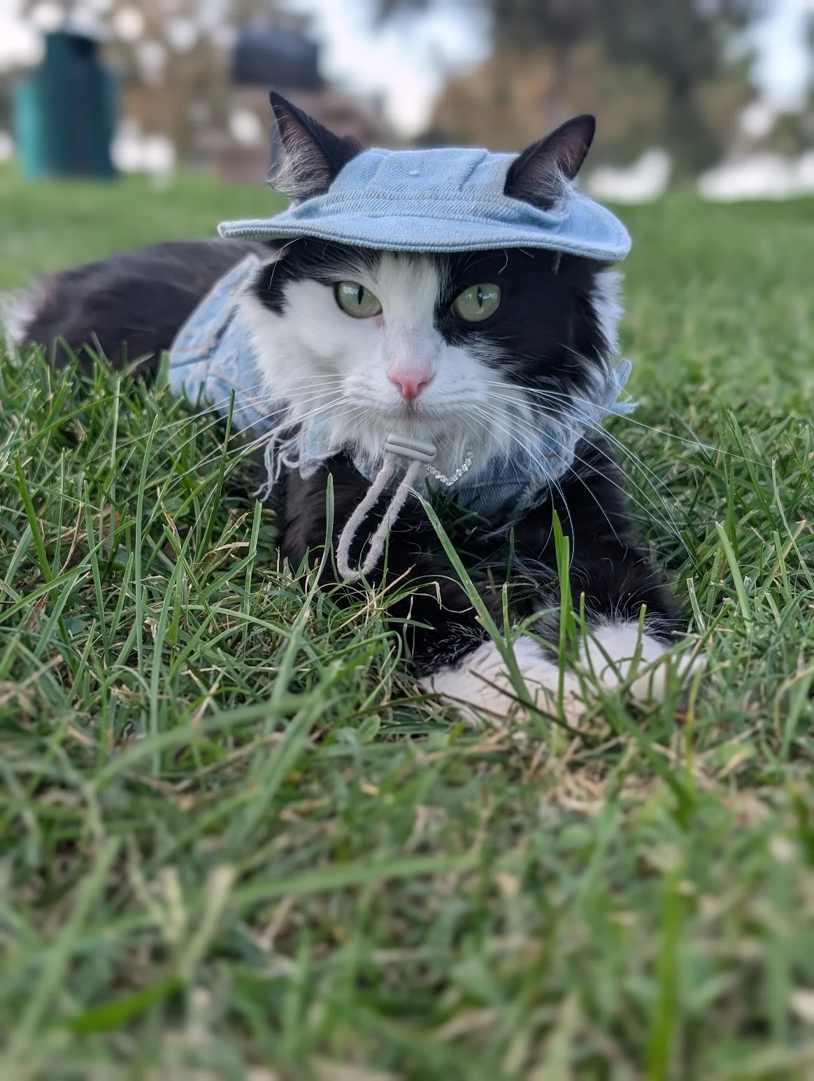 Salem, a black and white tuxedo cat, lying in grass in her denim hat and jacket