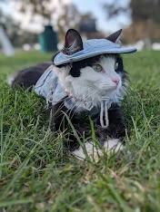 Salem sitting in the grass wearing a blue denim hat