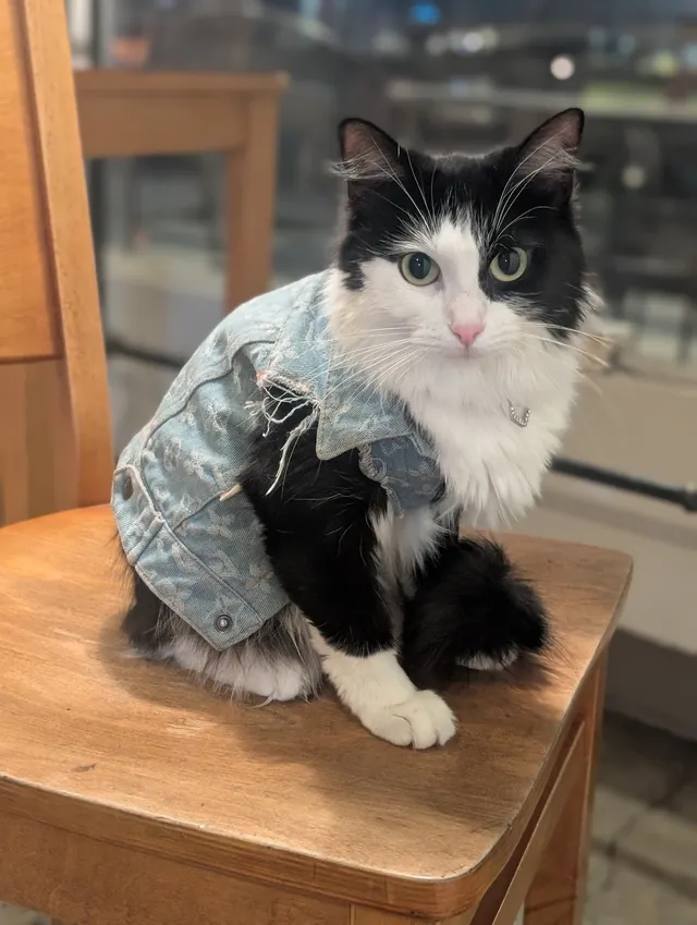 Salem posing on a wooden table in her denim jacket
